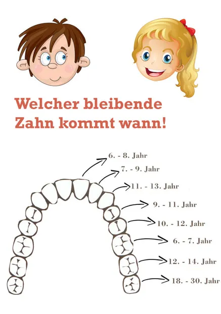 Schema: welcher bleibende Zahn kommt in welchem Alter